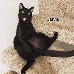 Thumbnail photo of Jarvis #4