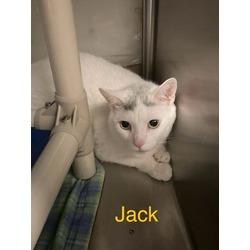 Thumbnail photo of Jack(bonded to Leo3) #1