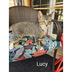 Thumbnail photo of Lucy #3