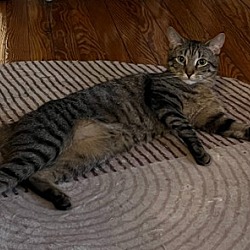 bonded pet photo