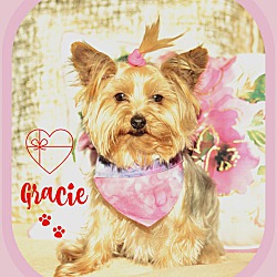 Thumbnail photo of Gracie-adoption pending #2