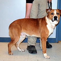 Rockin G Animal Shelter in Pryor, Oklahoma