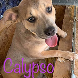 Thumbnail photo of Calypso #2