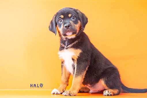 Sebastian, FL - Rottweiler/Mixed Breed (Medium). Meet Aster a Pet for ...