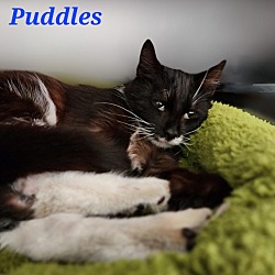 Thumbnail photo of Puddles #1