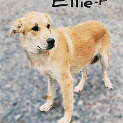 Photo of Ellie URGENT