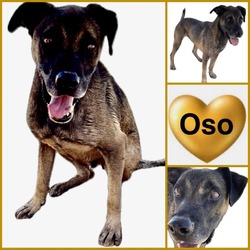 Thumbnail photo of Oso #1