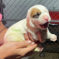 Thumbnail photo of Trace #3