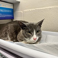 adopt a pet