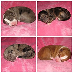 Thumbnail photo of Puppies & more puppies!!! #1