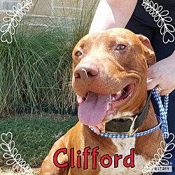 Thumbnail photo of Clifford #1
