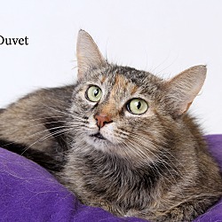 Thumbnail photo of Duvet #1
