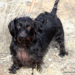 Thumbnail photo of Angel, mini wire, 11 lbs, $350 #4