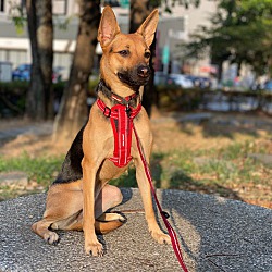 Thumbnail photo of Lilly (Formosan Mountain Dog) #2