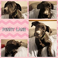 Photo of Penny Lane