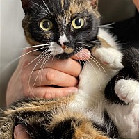 Photo of Whitney the Cute Young Affectionate Calico