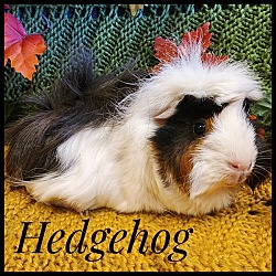 Photo of Hedgehog -Adoption Pending