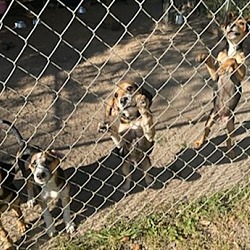 Thumbnail photo of Hound mix pups #3
