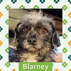 Thumbnail photo of Blarney #2