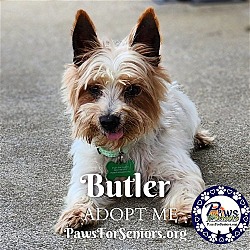 Thumbnail photo of Butler #2