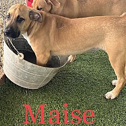 Thumbnail photo of Maisie #4