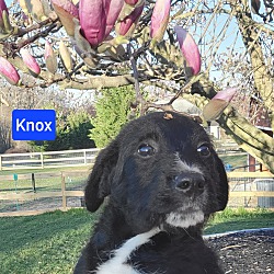 Thumbnail photo of Knox #2