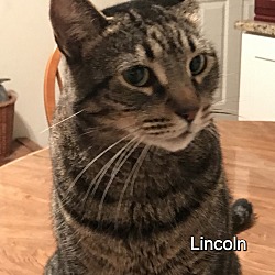 Photo of Lincoln