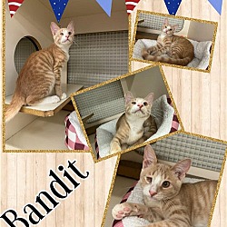 Thumbnail photo of Bandit #1