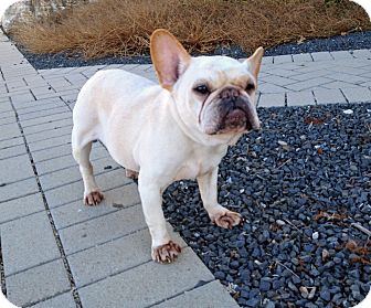 Austin Tx French Bulldog Meet Tank A Pet For Adoption