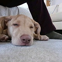 adopt a pet