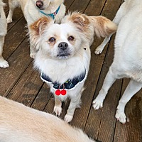 adopt-pet