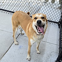 adopt a pet
