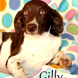 Thumbnail photo of Gilly ~ meet me! #4