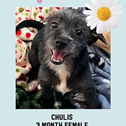 Photo of CHULIS 3 MONTH TERRIER