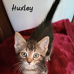 Photo of Huxley