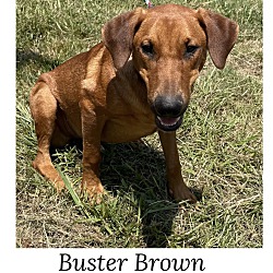 Thumbnail photo of Buster Browne #1