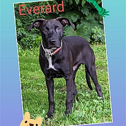 Thumbnail photo of (PENDING)Everard, male black lab mix - 16 weeks #3