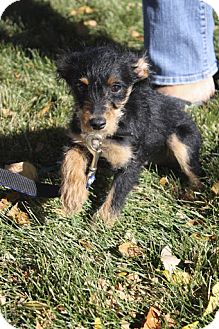 Broomfield Co Miniature Pinscher Meet Simon A Pet For Adoption