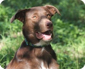 Austin Tx Border Collie Meet Murphy Brown A Pet For Adoption