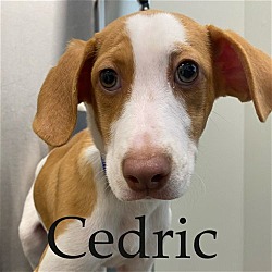 Thumbnail photo of Cedric #1