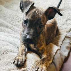 Thumbnail photo of Fowler Litter 1 of 4 - Shadow #1