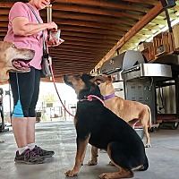 adopt a pet