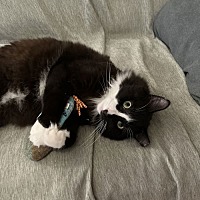 adopt a pet