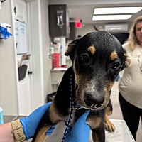 adopt a pet