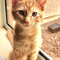 adopt-pet