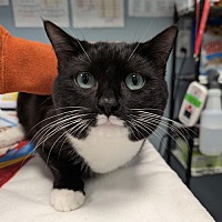 adopt a pet