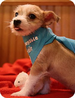 Newtown Ct Chinese Crested Meet Sunshine A Pet For Adoption