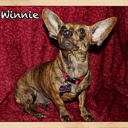 Thumbnail photo of Winnie #2