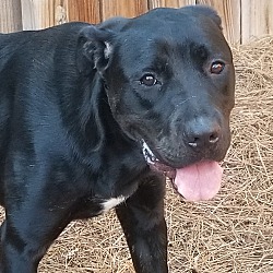 bonded pet photo