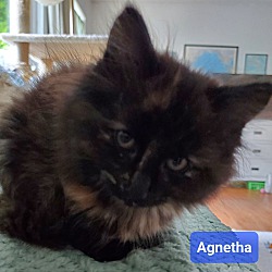 Photo of Agnetha